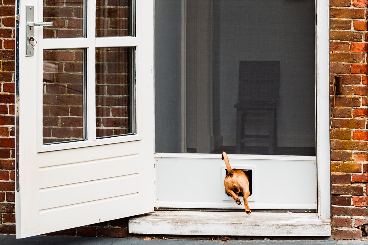 Hondenmoment: Een hond kruipt door een kattenluik in een open deur naar buiten.