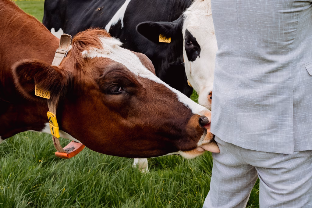 trouwfotograaf groningen koeien op je bruiloft fotograaf groningen